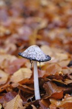 Crested tintling (Coprinus comatus), at the edge of the forest, fruiting body with cap, beginning