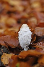 Crested tintling (Coprinus comatus), at the edge of the forest, fruiting body with cap, close-up,