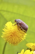 Cockchafer, field cockchafer (Melolontha melolontha), female on a dandelion (Taraxacum) flower,