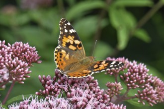Thistle butterfly (Vanessa cardui) on a flower of Hemp agrimony (Asteraceae) on a forest path,