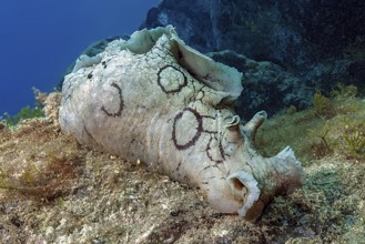 Underwater photo close-up of Spotted sea hare (Aplysia dactylomela) Spotted sea hare large