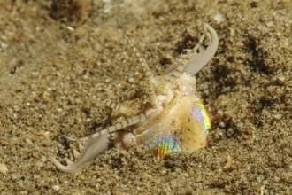 Underwater photo extreme close-up of head of giant bristle worm (Eunice aphroditois) colloquially