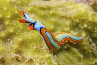 Nudibranch lines Thuridilla (Thuridilla lineolata) colloquially orange-edged sucker raises head and