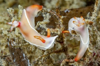 Underwater photo extreme close-up of two nudibranchs Bullocks Hypselodoris (Hypselodoris bullockii)