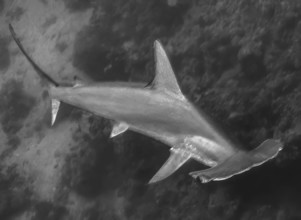 Dynamic underwater photo Black and white image of hammerhead shark (Sphyrnidae) swimming quickly