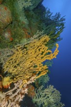 False Black coral (Savalia savaglia) Crust anemone Gold coral synonym (Gerardia savaglia) grows on