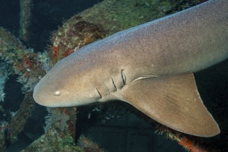 Underwater photo of anterior body of young Atlantic nurse shark (Ginglymostoma cirratum) with small