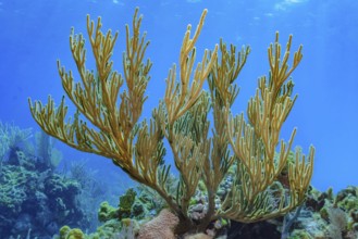 Underwater photo of Caribbean horn coral (Eunicella racemosa) Horn coral species growing in intact