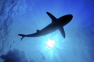 Underwater photo backlit shot with silhouette of large shark (Carcharhinus) swimming below sea