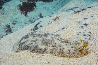 Underwater photo Close-up of front body of Common Angelshark (Squatina squatina) colloquially known