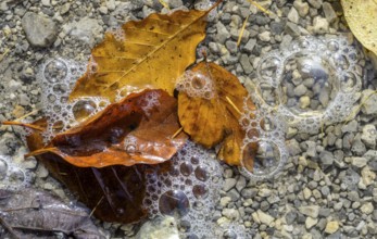 Leaves and air bubbles in water at Leopoldsteinersee, Eisenerz, Styria, Austria