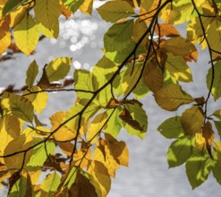 Autumn-colored leaves at Leopoldsteinersee, Eisenerz, Styria, Austria