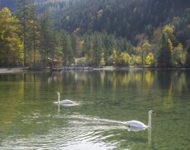 Schwäne, Leopoldsteinersee, Eisenerz, Styria, Austria