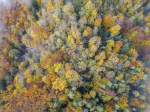 Aerial view of autumn forest and fog, Kaumberg, Lower Austria, Austria