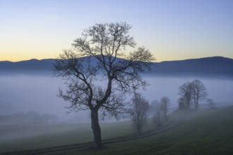 Blue hour trees in fog at Kremesberg, Pottenstein, Lower Austria, Austria
