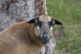 Portrait of a Cameroon sheep, Darß, Mecklenburg-Western Pomerania, Germany