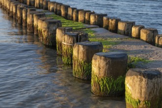 Detail of the groves in the Baltic Sea, beach in Ahrenshoop, Darß, Mecklenburg-Western Pomerania,