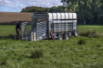 Young shepherd builds a ferch for his sheep on his animal transporter in the pasture, Rehna,
