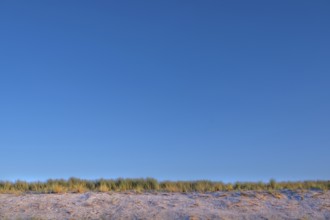 Beach grass (Ammophila) on the Baltic Sea beach, blue sky, Darß, Mecklenburg-Vorpommern, Germany