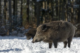 Wild boar (Sus scrofa) enjoying the warming winter sun with closed eyes, snow, Germany