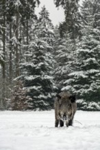 While it is snowing, a wild boar (Sus scrofa) searches for food in a snow-covered forest meadow,