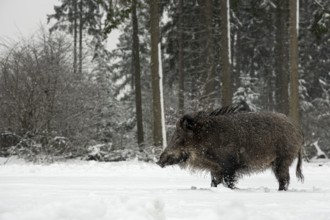 Wild boar (Sus scrofa) in the snowfall on a snow-covered forest meadow, winter, Germany