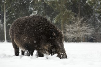 Wild boar (Sus scrofa) foraging in winter, snowfall, Germany