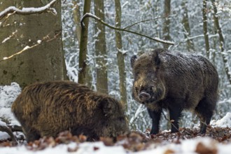 A strong wild boar (Sus scrofa) approaches a herd of wild boar with young boars during the mating