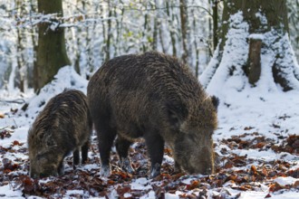 A wild boar (Sus scrofa) searches for food in the beech leaves with a young boar from the previous