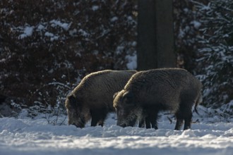 Two wild boar (Sus scrofa) foraging in the snow, snow, winter sun, Germany