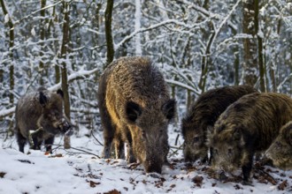 While a wild boar (Sus scrofa) and its young boar are looking for food, a wild boar cautiously