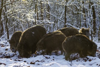 In the last light of the evening sun, a herd of wild boar (Sus scrofa) searches for beechnuts under