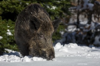 A wild boar (Sus scrofa) has left its daytime den in the best daylight and is looking for food in