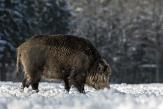 Wild boar (Sus scrofa) with conspicuous loss of fur on the head, disease, illness, mange, hair