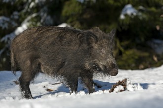 Wild boar (Sus scrofa) in its first winter, baby animals, winter, Germany