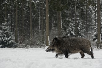 While it is snowing, a wild boar (Sus scrofa) searches for food in a snow-covered forest meadow,