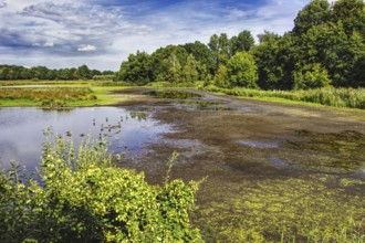 Shallow water area of De Wittsee with thick riparian vegetation and extensive skies on a quiet day,