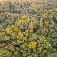 Aerial view of autumn forest on Grossauer Höhe, Berndorf, Lower Austria, Austria