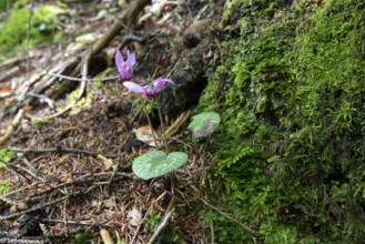 Delicate pink cyclamen, moss-covered forest soil, Zgornje Jezersko mountaineering village, Slovenia