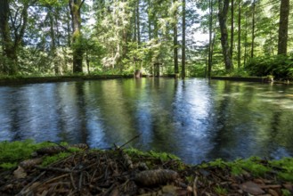 Clear mountain stream, spring basin, moss-covered shore, Zgornje Jezersko mountaineering village,