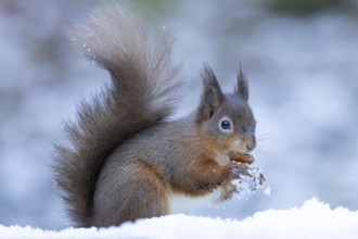 Red squirrel (Sciurus vulgaris) adult animal feeding on a nut in snow in winter, England, United