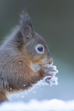 Red squirrel (Sciurus vulgaris) adult animal eating a hazel nut in snow in winter, England, United