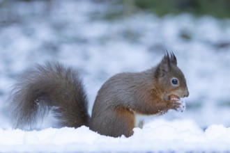 Red squirrel (Sciurus vulgaris) adult animal eating a hazel nut in snow in winter, England, United