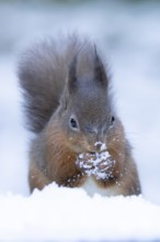 Red squirrel (Sciurus vulgaris) adult animal feeding on a nut in snow in winter, England, United