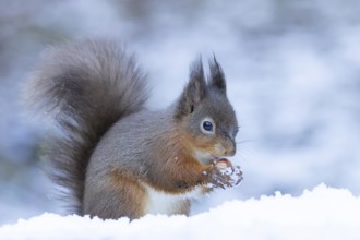 Red squirrel (Sciurus vulgaris) adult animal feeding on a hazel nut in snow in winter, England,