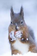 Red squirrel (Sciurus vulgaris) adult animal feeding on a hazel nut in snow in winter, England,