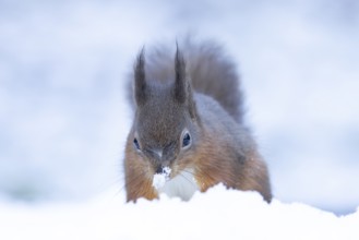 Red squirrel (Sciurus vulgaris) adult animal in snow in winter, England, United Kingdom