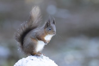 Red squirrel (Sciurus vulgaris) adult animal on a snow covered stone wall in winter, England,