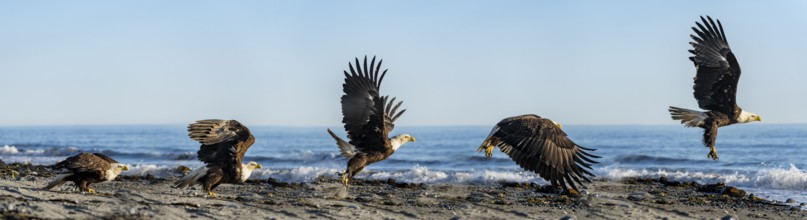 Bald eagle (Haliaeetus leucocephalus) taking off from the beach, photomontage of the individual