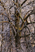 Wintery forest with hoarfrost on Königstuhl mountain, tree, Rhein-Neckar district,